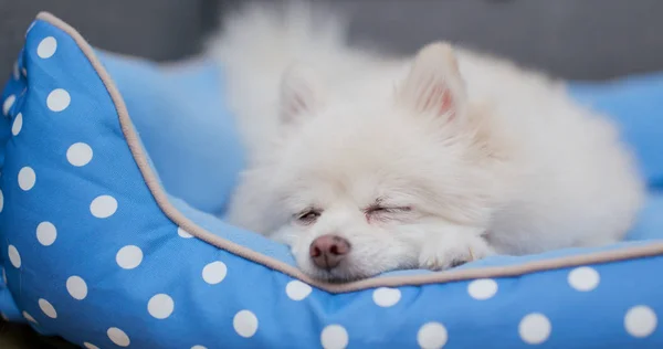 Anjing Pomeranian Tidur Tempat Tidur — Stok Foto