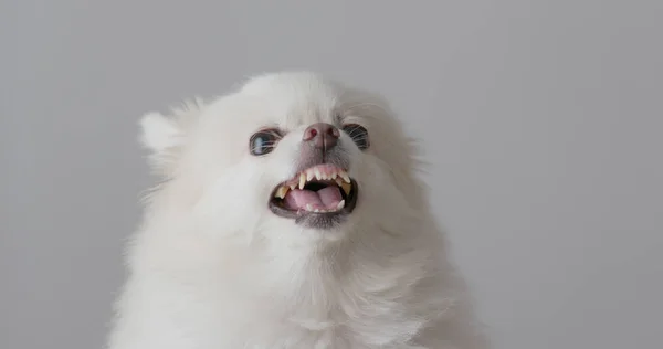 Angry White Pomeranian Dog — Stock Photo, Image