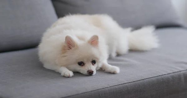 Pomeranian Köpek Evde Koltukta Yalan — Stok fotoğraf