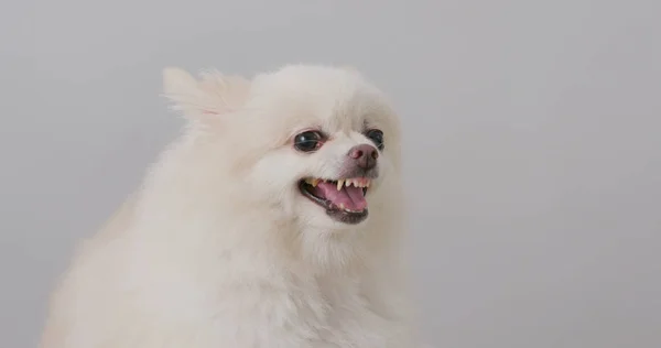 Witte Pommeren Hond Blaffen — Stockfoto