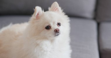 Beyaz köpek koltukta oturan Pomeranian