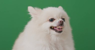 Pomeranian köpek duygu kızgın beyaz