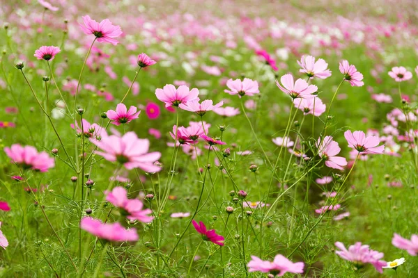 Beautiful Cosmos Flowers Field — Stock Photo, Image