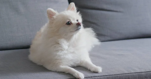 自宅のソファーに横になっている白いポメラニアン犬 — ストック写真