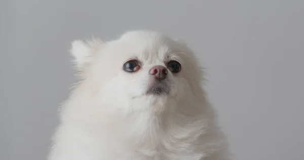 Симпатичное Померанское Собачье Лицо — стоковое фото