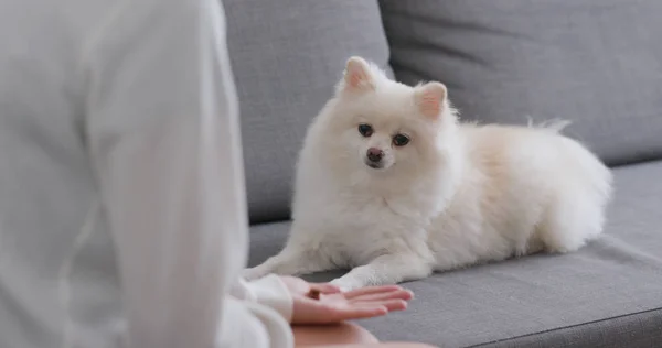 Mujer Entrenando Pomerania Perro Casa — Foto de Stock