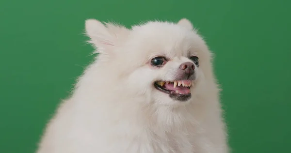 Vita Pomeranian Hund Känslan Arg — Stockfoto