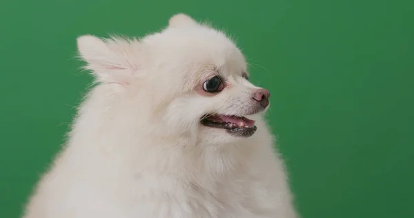 Pomeranian dog get angry over chroma key