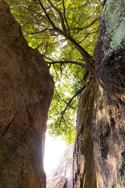 Sonnenlicht Flackert Über Den Bäumen Wald — Stockfoto