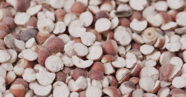 Gordon euryale tohum yakın çekim