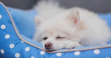 Pomeranian köpek yatakta uyuyor