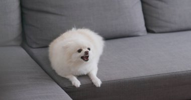 Beyaz pomeranian köpek kabuk Divan