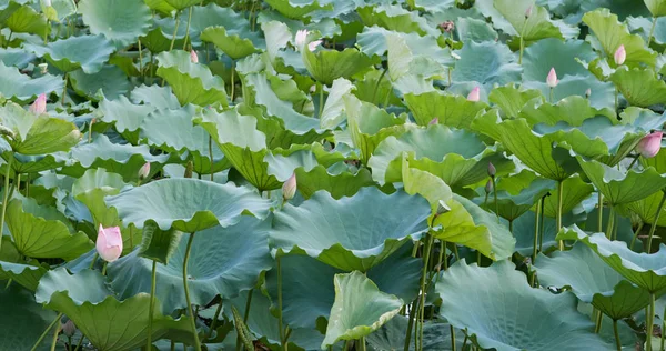 Flores Loto Estanque Agua — Foto de Stock