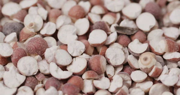 Çin Gordon euryale tohumları