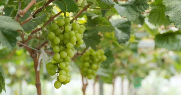 Свіжа Зелена Виноградна Ферма — стокове фото