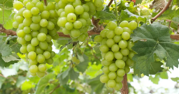 Fresh Green Grape Garden — Stock Photo, Image