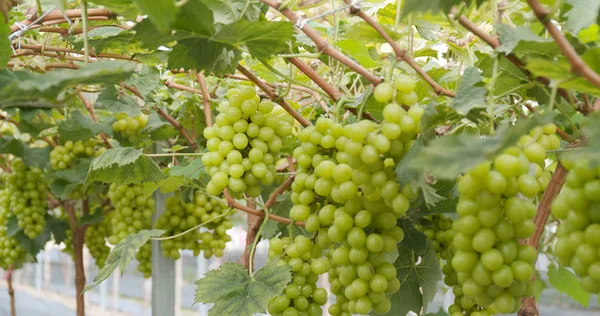 Свежий Зелёный Виноградник — стоковое фото