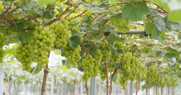 Свіжий Зелений Виноградний Сад Ферми — стокове фото