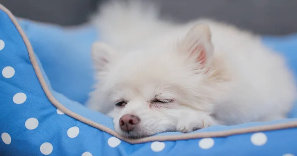 Poméranie Chien Dormir Sur Lit — Photo