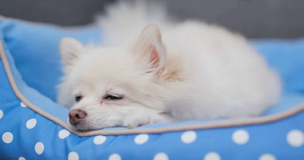 Pomeranian 침대에 — 스톡 사진