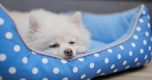 Pommeren Hond Slapen Bed — Stockfoto