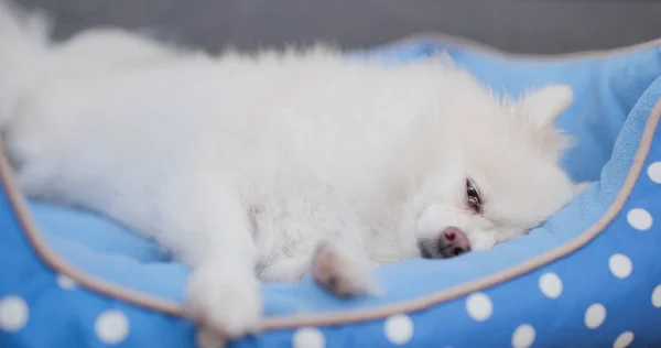 Witte Pommeren Hond Slaap — Stockfoto