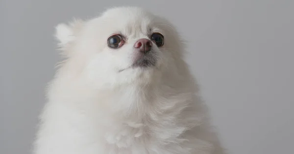 Bílé Pomeranian Psí Tvář — Stock fotografie