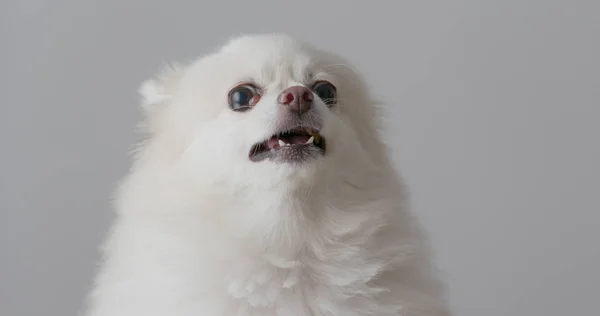 Bílá Pomeranian Cítil Vztek — Stock fotografie