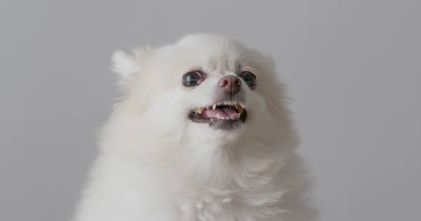 Cão Pomerano Branco Irritado — Fotografia de Stock