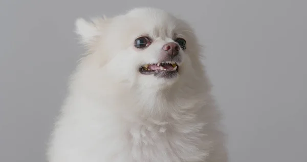 Pomeranian Cão Com Raiva Fundo Branco — Fotografia de Stock