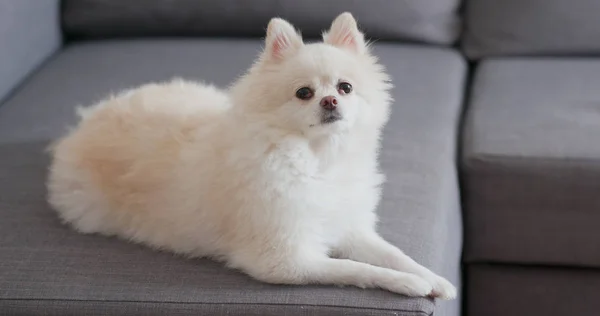 Anjing Pomeranian Duduk Sofa — Stok Foto