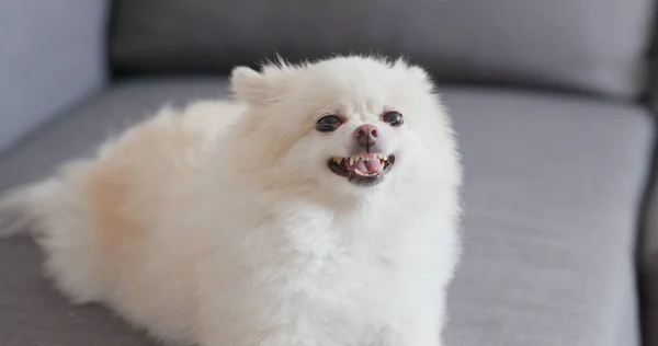 Witte Pommeren Hond Blaffen Bank — Stockfoto