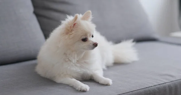 ソファの上の白いポメラニアン犬 — ストック写真