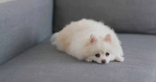 Anjing Pomeranian Berbaring Sofa Rumah — Stok Foto