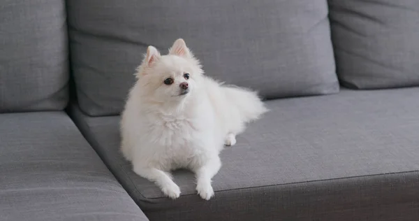 Pomeranian Hund Sitter Soffa — Stockfoto