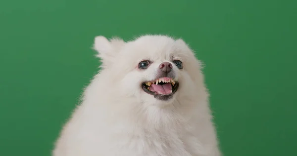 Cão Pomerânia Ficar Com Raiva Sobre Chave Chroma — Fotografia de Stock