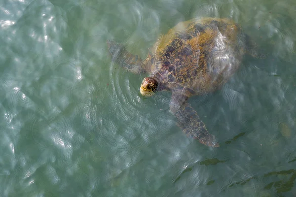 Tortue Marine Dans Océan Gros Plan — Photo