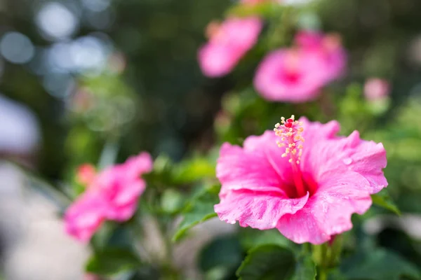 Hibiscus Çiçek Okinawa Japan — Stok fotoğraf