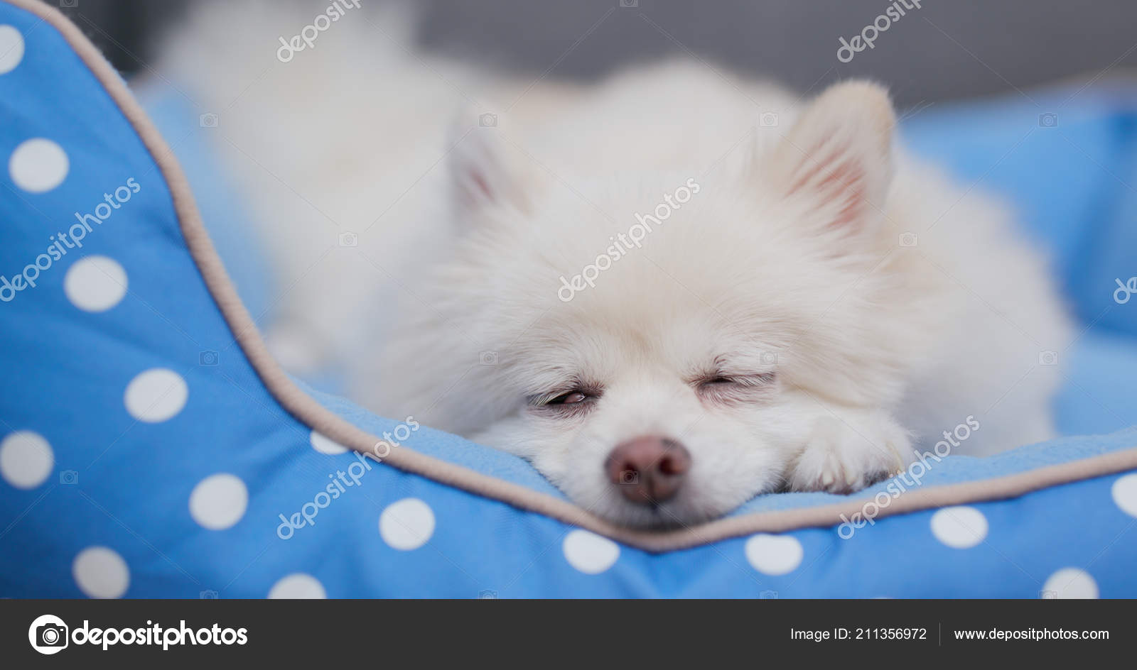 Pomeranian Dog Sleeping Bed Stock Photo By C Leungchopan