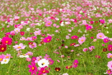 pembe cosmos çiçek çiçek açan alanında