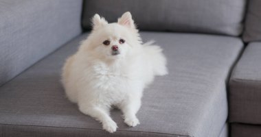 Koltukta oturan Pomeranya köpeği