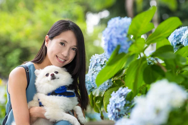 Abraço Mulher Com Cão Pomerano Jardim Flores Hortênsia — Fotografia de Stock