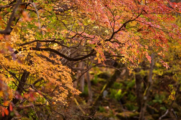 Bella Foresta Nella Stagione Autunnale — Foto Stock