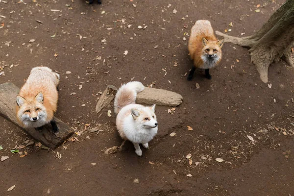 可爱的红色狐狸仰望 — 图库照片