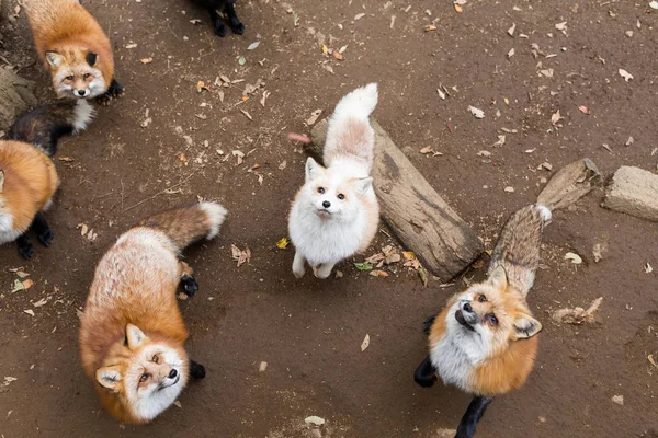 森で狐のグループ化 — ストック写真