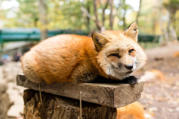 Kedves Fox Alszik Erdő — Stock Fotó