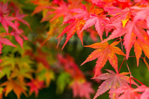 Autumn Maple leaves on tree