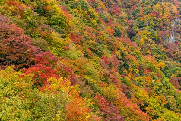 秋の紅葉シーズンの美しい森 — ストック写真