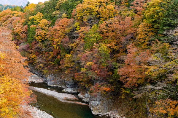 Kinugawa Forêt Automne Japon — Photo