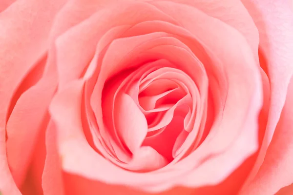 Růžová Růže Textury Zblízka — Stock fotografie